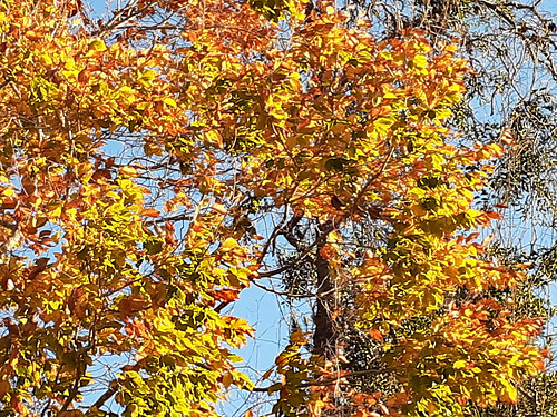 lumberton nc northcarolina robesoncounty outdoor outdoors outside sky bluesky leaf leaves tree branch branches treebranch treebranches treelimb treelimbs autumnleaves foliage fallleaves fallfoliage autumnfoliage samsung galaxy sma205u a20 cellphone cellphonepicture nature natural tuesday tuesdaymorning morning goodmorning december