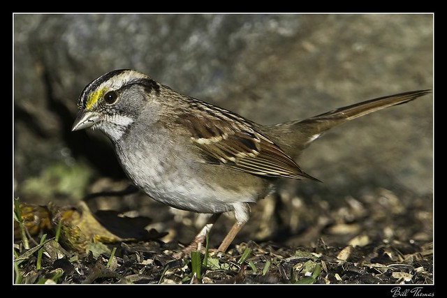 White-throated Sparrow 2020 -001