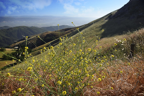 fremontpeak sanjuanbautista california ca centralcoast usa flower wildflowers yellow view mountain landscape