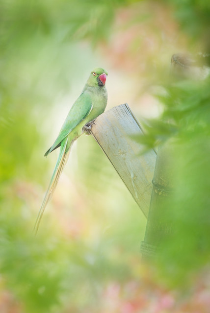 Rose-ringed Parakeet | 紅領綠鸚鵡