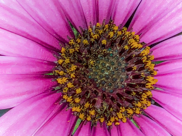2020_12 Cape marguerite daisy(pink macro) | Osteospermum ecklonis | summer autumn 00001