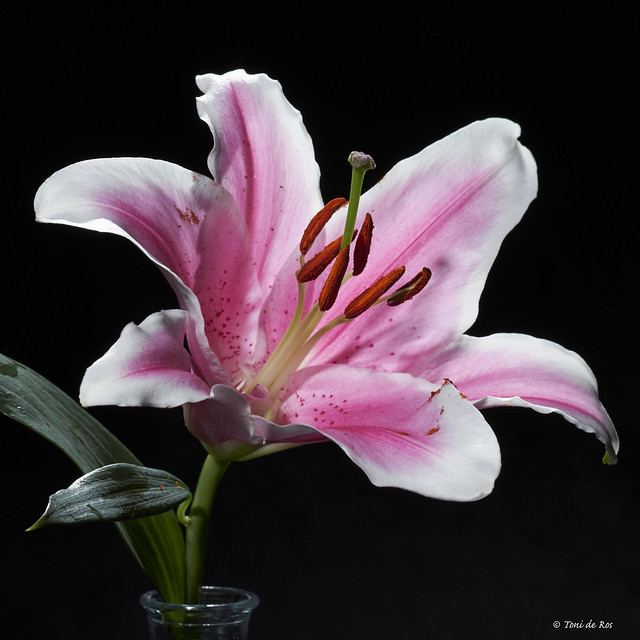 Lilium orientalis I