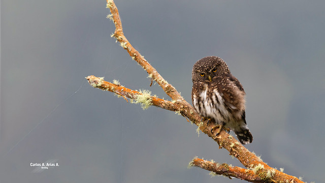 Glaucidium jardini