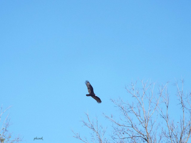 Hawk Coming in to Tree