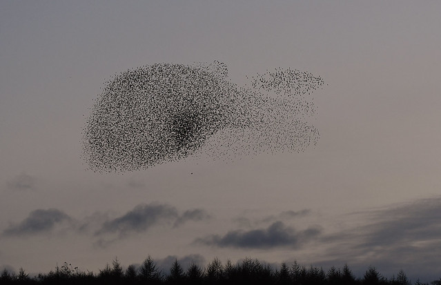 The Dolphin -  Starling Murmuration