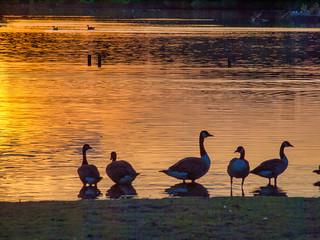 20190715Bird < Bird, Fleet Pond < Hampshire < England, Geese, Sunset-2