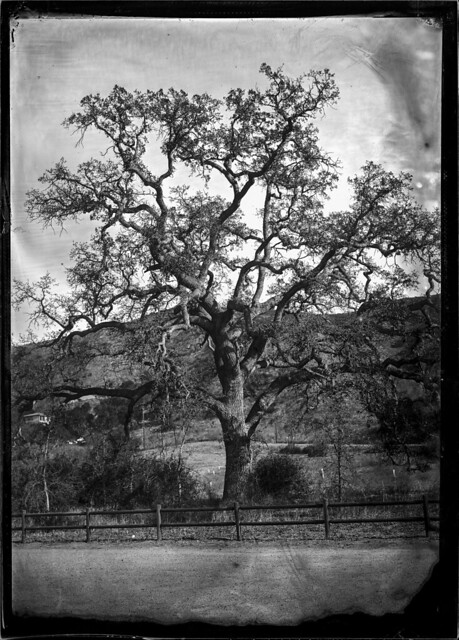 Twisted Tree - Wet Collodion Negative