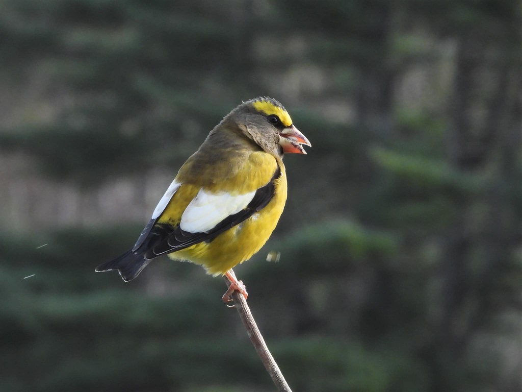 Yellow and Black Birds: A Fascinating Guide to Nature's Striking Avians