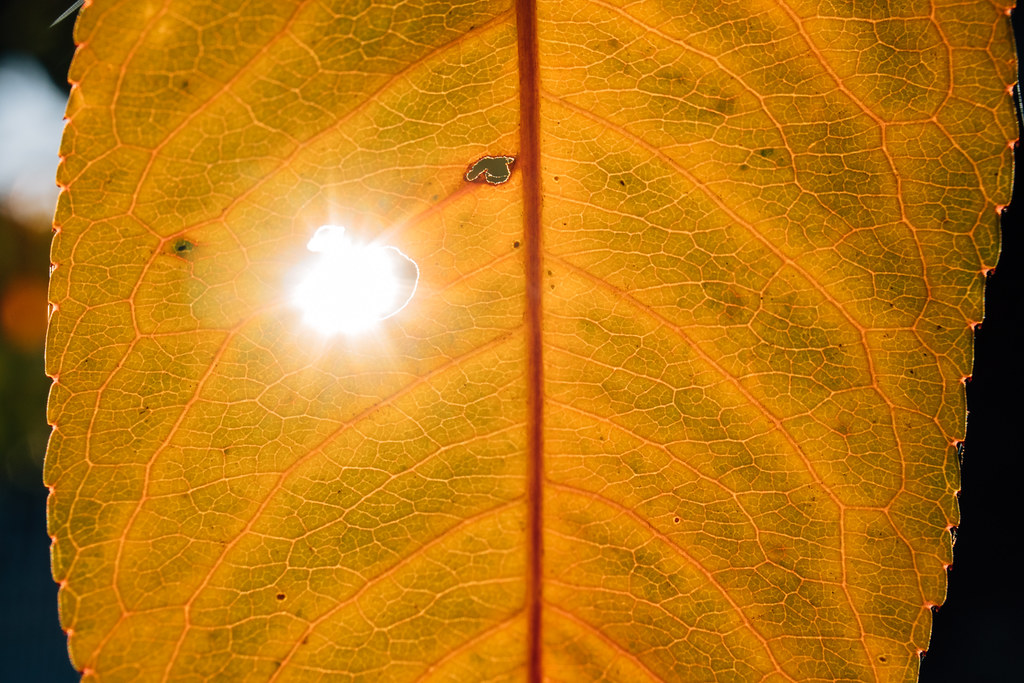 Close-up of a yellow leaf, focus on a ray of sunlight shining through a hole