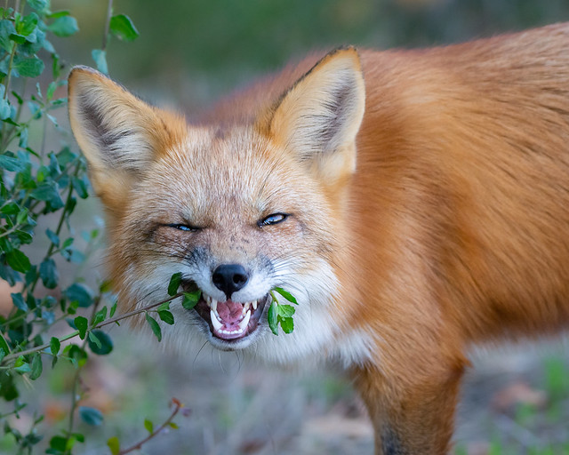 Red Fox flossing after dinner 😂