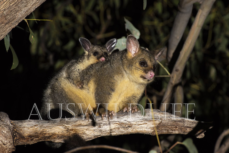 Common Brushtail Possum (Trichosurus vulpecula)
