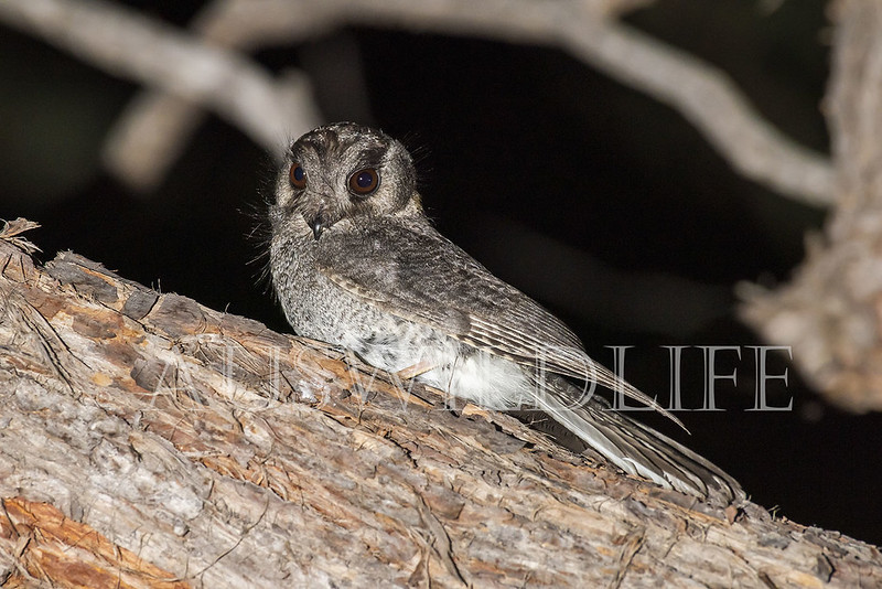 Owlet Nightjar (Aegotheles cristatus)