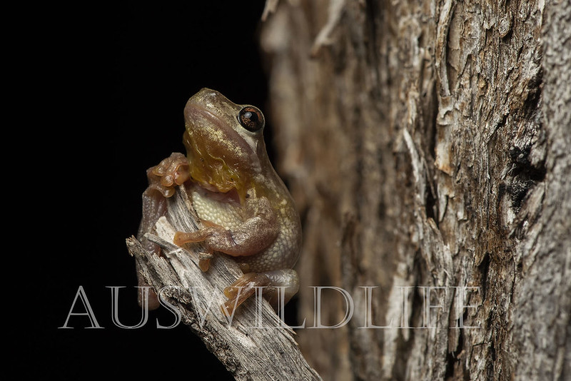 Bleating Tree Frog (Litoria dentata)
