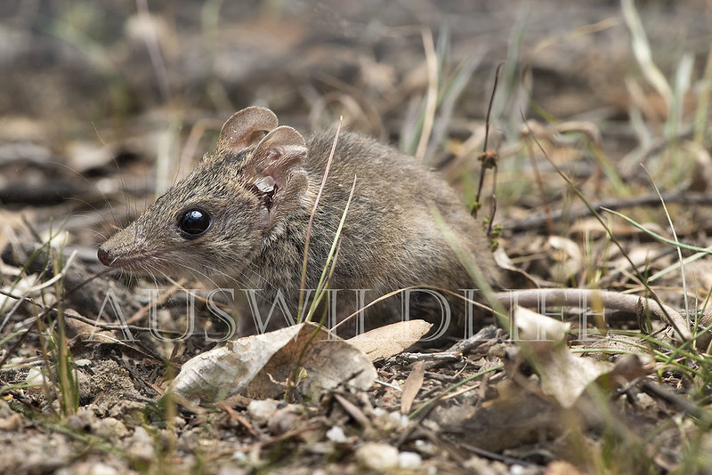 Common Dunnart (Sminthopsis murina)