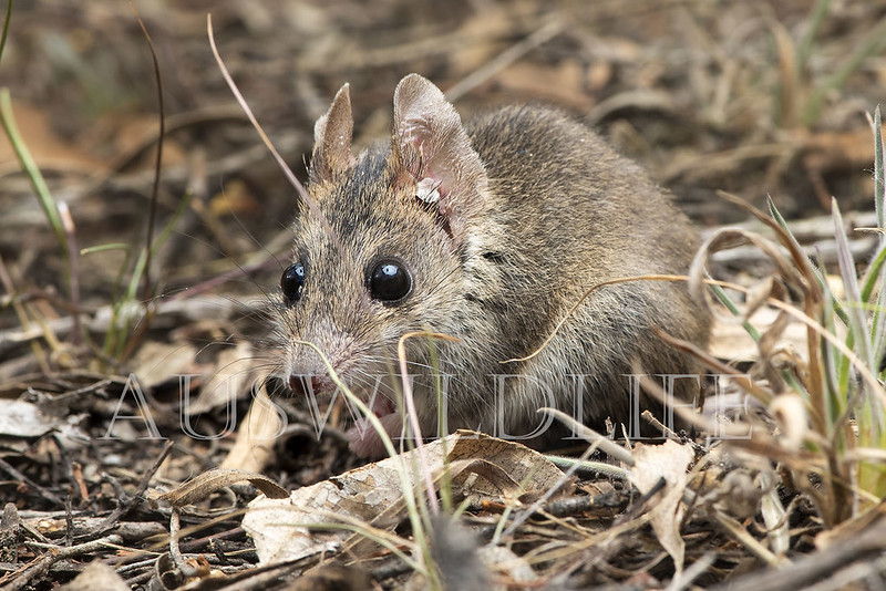 Common Dunnart (Sminthopsis murina)
