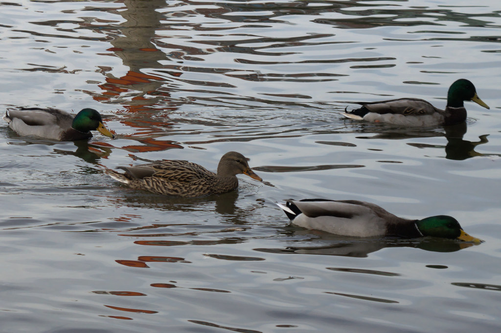 Ducks at Port Credit
