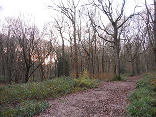 Bridleway in Ham Street Woods National Nature Reserve SWC Walk 153 - Ashford to Ham Street (Greensand Way Stage 11)