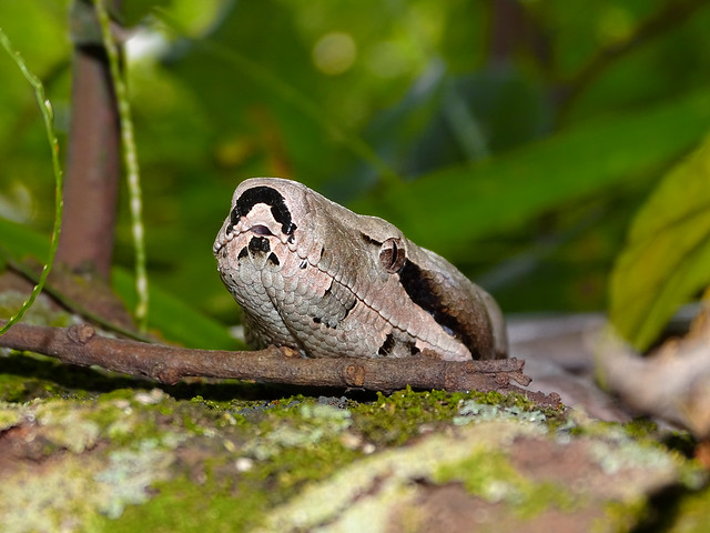 Cobra Jiboia - Snake Boa constrictor