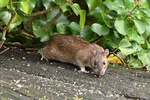 Ratty - Rattus norvegicus