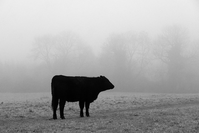 MOO-dy day {EXPLORED 04.12.2020} Thank you for viewing, favours & comments