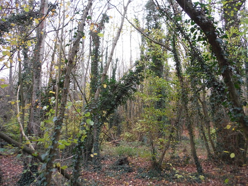 Trees in Ham Street Woods National Nature Reserve SWC Walk 153 - Ashford to Ham Street (Greensand Way Stage 11)