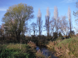 Poplars along Great Stour River, Ashford SWC Walk 153 - Ashford to Ham Street (Greensand Way Stage 11)