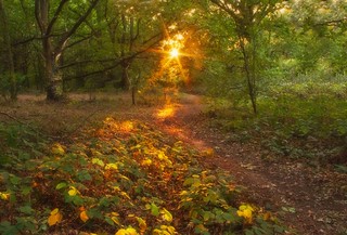 Sunlight Filled Forest