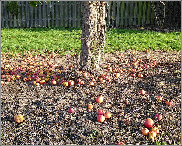 Fallen Apples ...