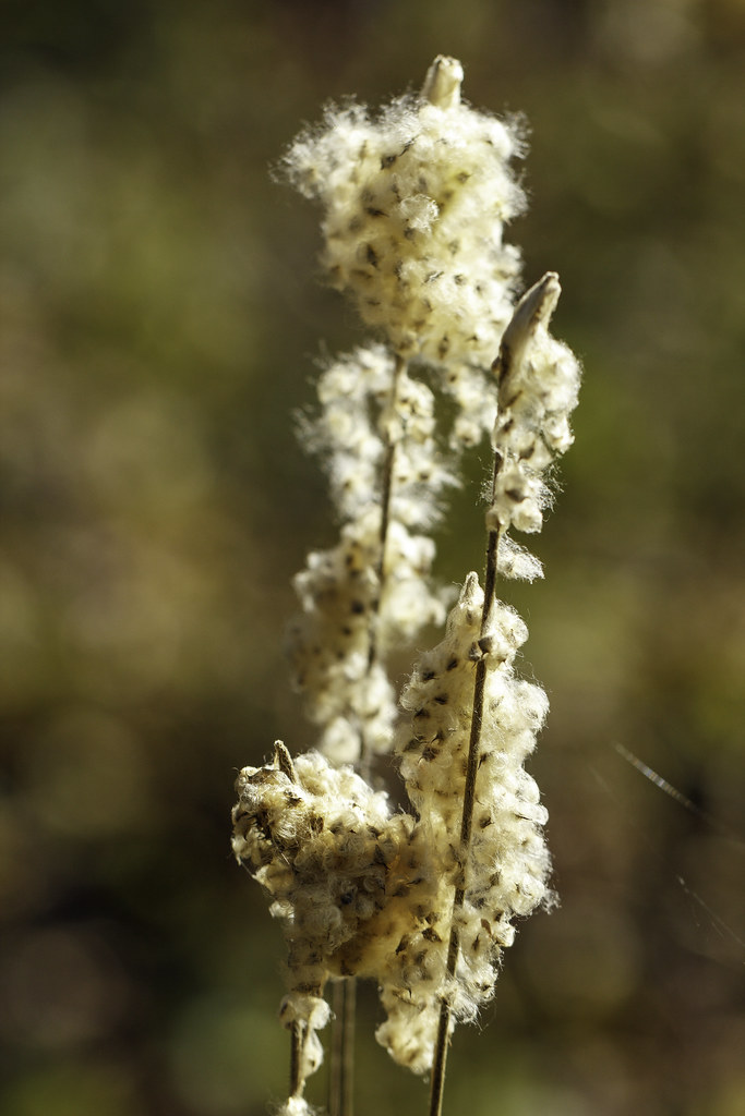 Anemone virginiana (tall thimbleweed), seedheads, November