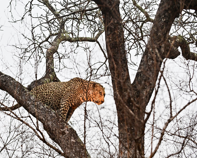Leopardo en los árboles