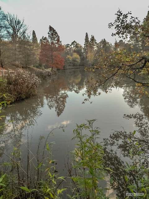 Looking south across Westwood Lake, Wakehurst Place, West Sussex, in autumn at sunset.