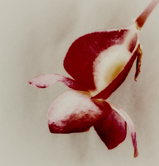 Begonia Flower