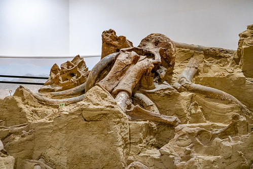 elephantrhinohippo paleontology southdakota