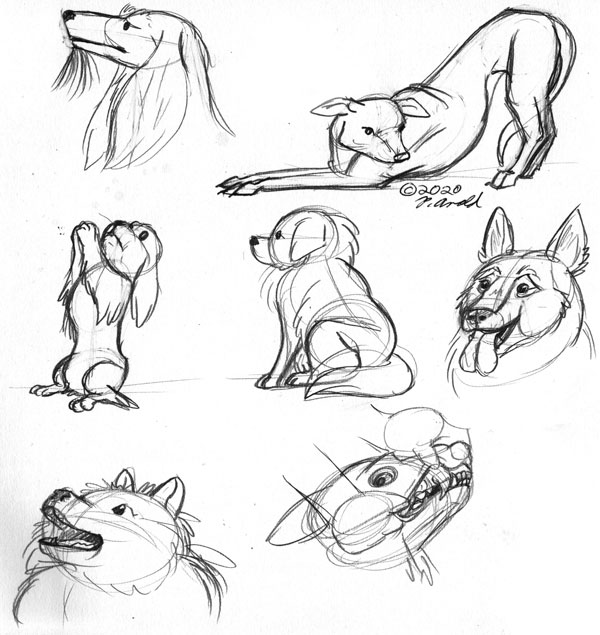 12.2.2020 - National Dog Show Drawings