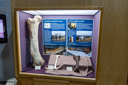 elephantrhinohippo paleontology southdakota