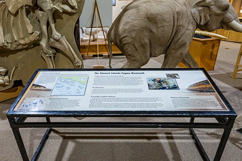 elephantrhinohippo informational paleontology southdakota