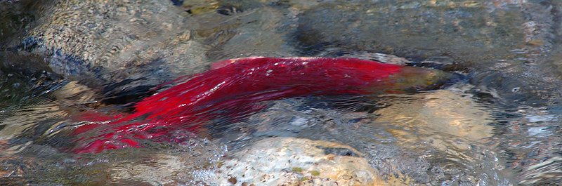 red salmon spawning in Yard Creek, BC, Canada