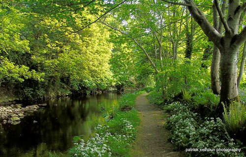 millriver nature landscape donegal ireland buncrana inishowen trees woods path