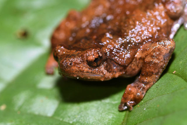Malayan Treehole Frog Portrait - 2
