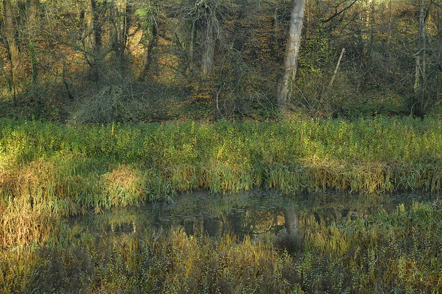 Végétation d'un étang vidé depuis 30 ans