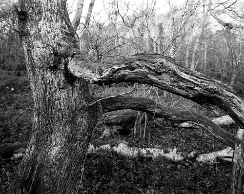 decay tree hyonswood ancientwoodland blackandwhite largeformat monochrome 4x5 ruralnortheast landscapewalker titan sfhc110ilford ortho plus