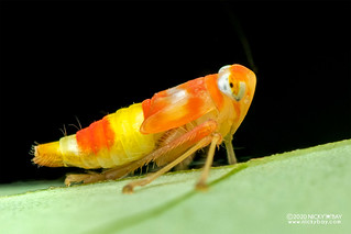 Candy corn leafhopper nymph (Coelidiinae) - DSC_0819