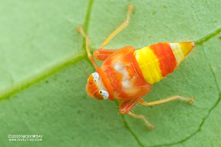 Candy corn leafhopper nymph (Coelidiinae) - DSC_0814