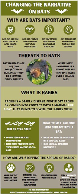Winning infographic on bats and rabies