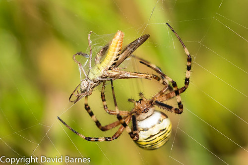 1dx arachnid argiopebruennichi british fauna nature naturephotography spider uk unitedkingdom waspspider wildlife