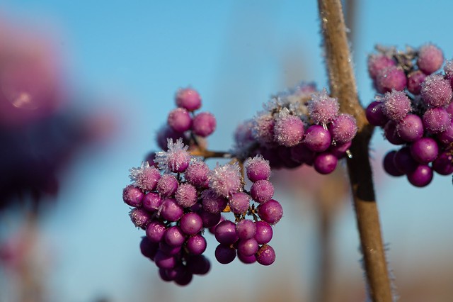 Frozen purple berries