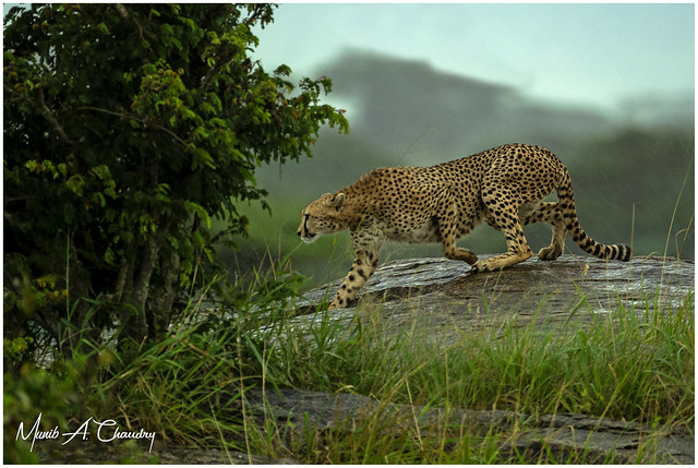 World Cheetah Day!