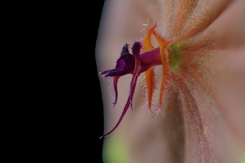 Lepanthes telipogoniflora (Detail) | by F.K. Pictures