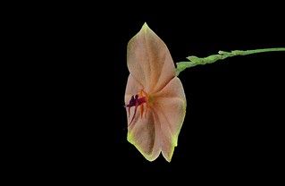 Lepanthes telipogoniflora | by F.K. Pictures
