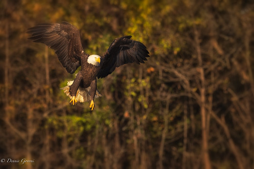 Determination by dngovoni, virginia action autumn background bird eagle fall flight jamesriver raptor sunrise wildlife